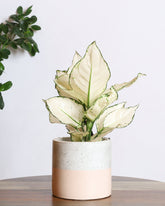 نبتة اجلونيما